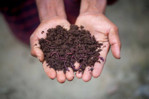 Vermicompost